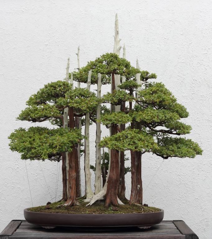 Goshin by John Naka, Bonsai Miniature Trees