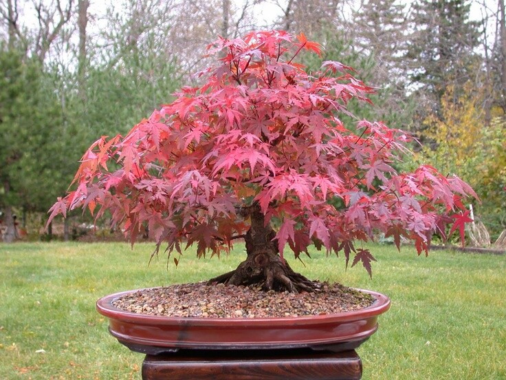 Red Maple japanese