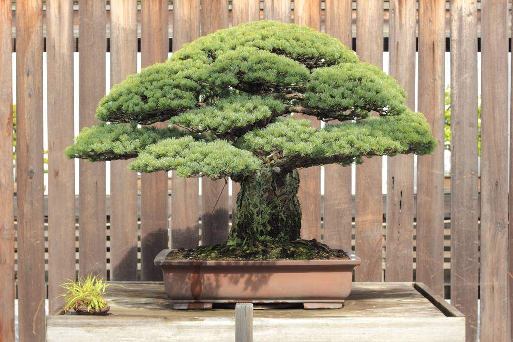 The Japanese White Pine