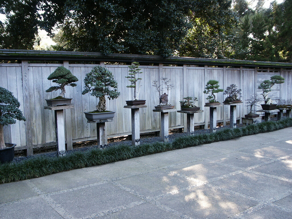 bonsai museum