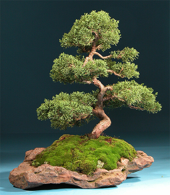 japanese art, Bonsai Miniature Trees