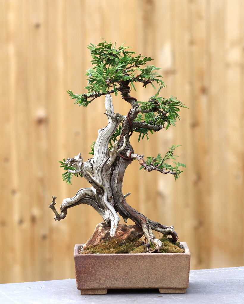 japanese bonsai