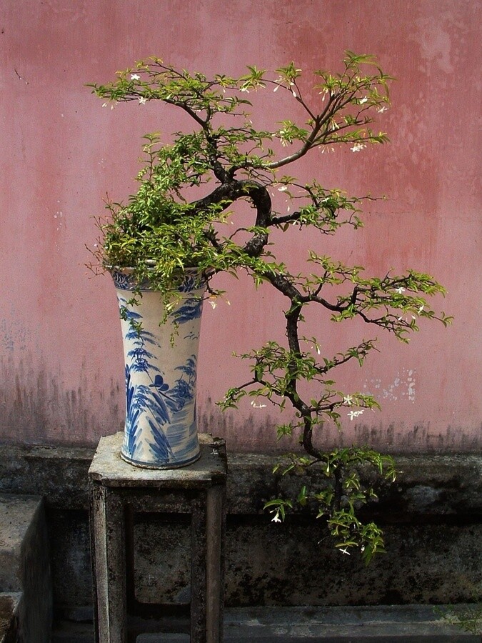 japanese art a visual little miracle, Bonsai Miniature Trees