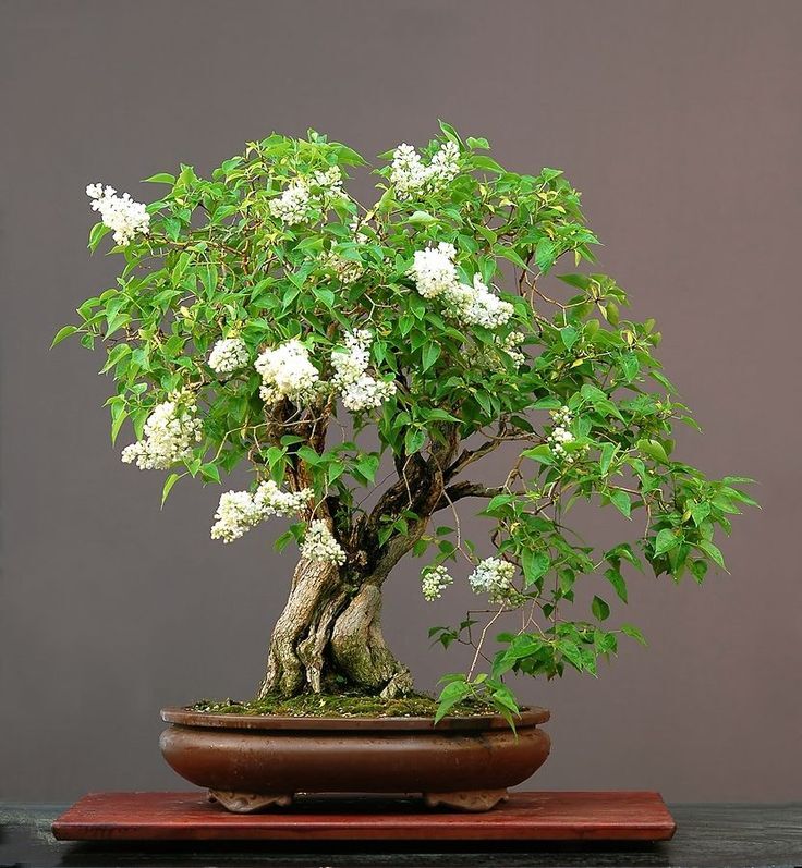 lilac Bonsai, Bonsai Miniature Trees