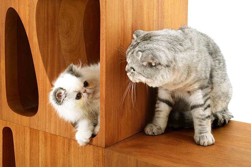 CATable wooden cubes designed for playful cats (2)
