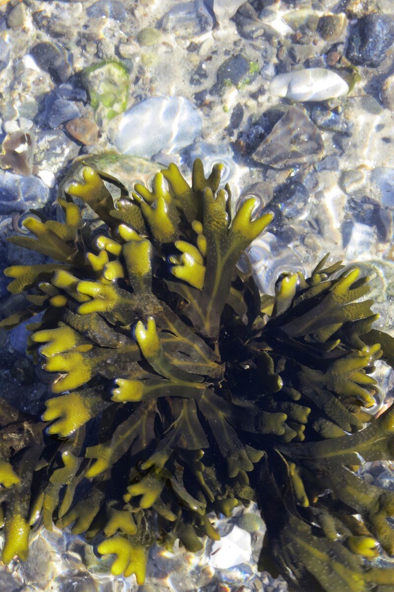 Environmentally Friendly Material Developed from Seaweed and Paper (4)