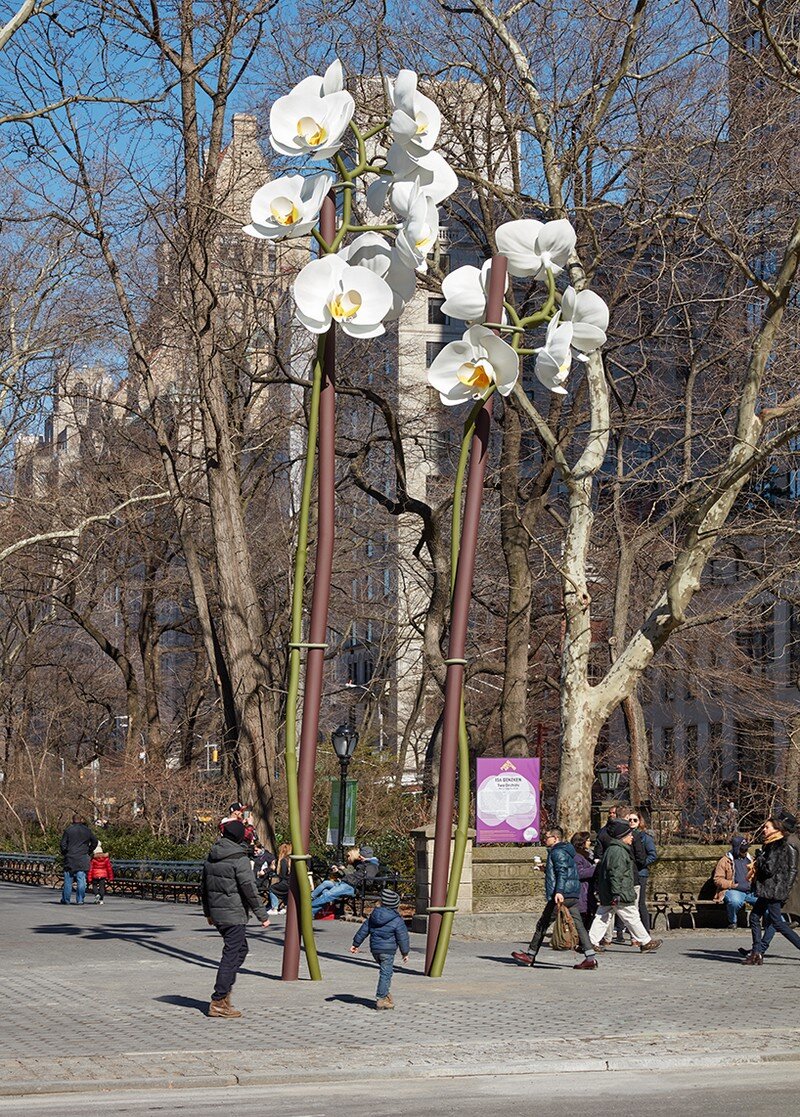 Two Orchids Herald the Entrance to Central Park in New York (2)