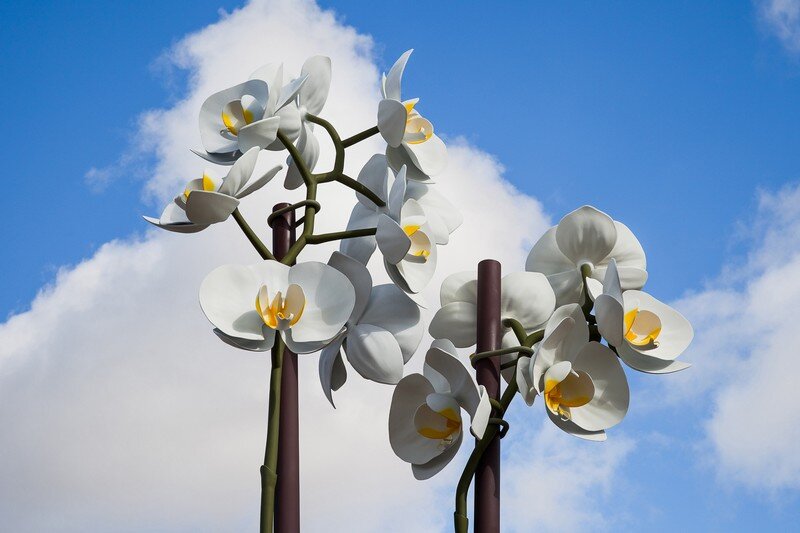 Two Orchids Herald the Entrance to Central Park in New York (6)