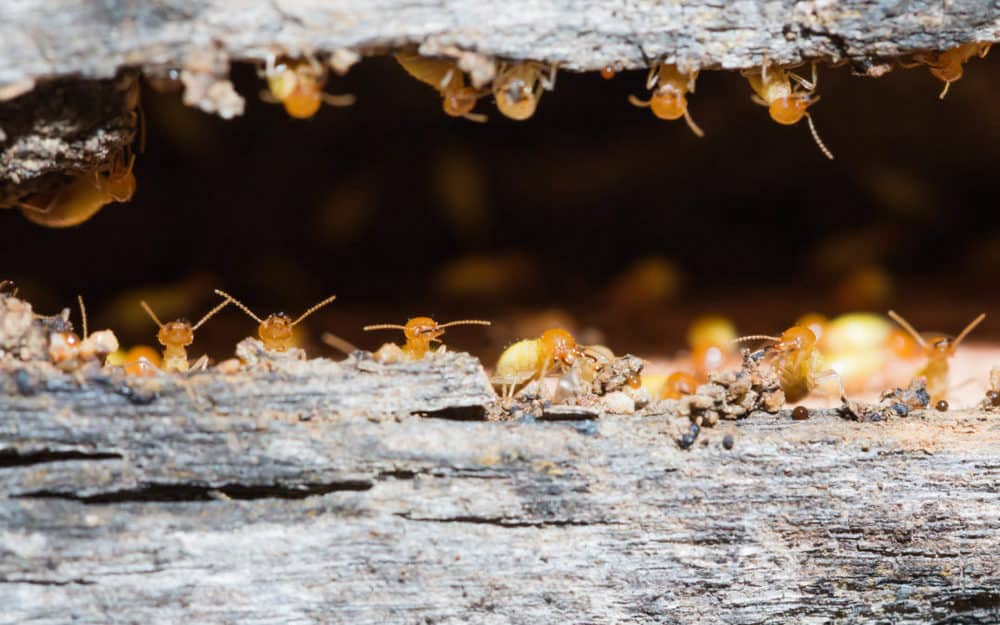 Termite Control Tips for Building a New Home