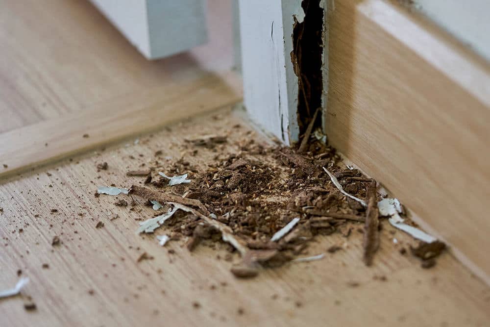 Termite Control Tips for Building a New Home