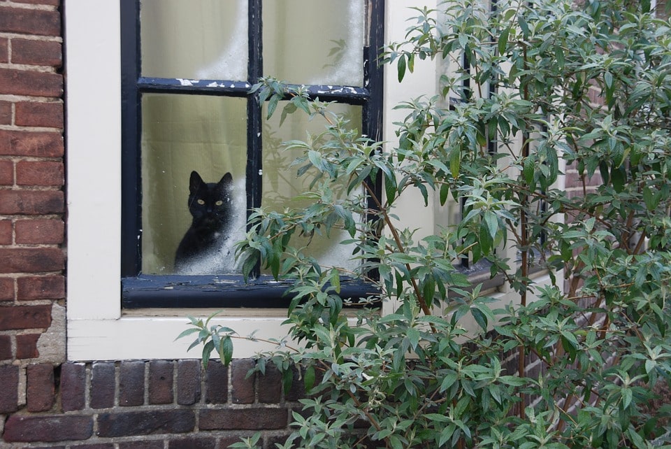 Indoor Vs Outdoor Cats: Which Is Best For You?
