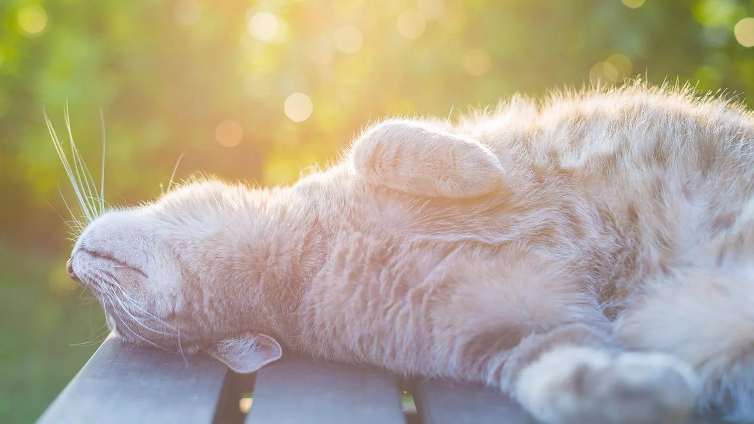 Indoor Vs Outdoor Cats: Which Is Best For You?
