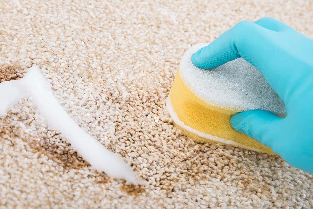 Prevent Mould Growth on your Carpet with these 6 Tips