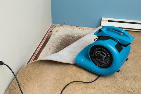 Prevent Mould Growth on your Carpet with these 6 Tips