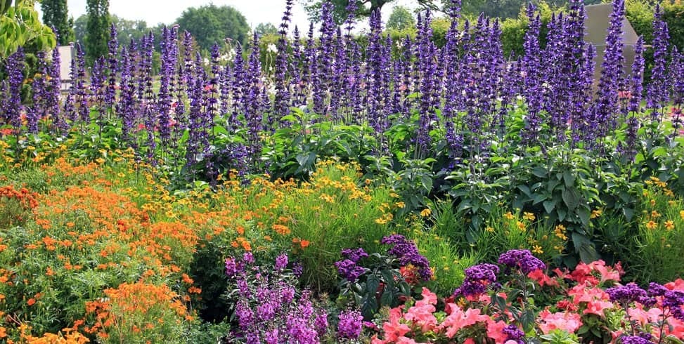 9 Garden Plants That Are Perfect For Hot Climates