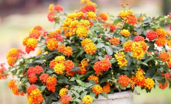 Lantana plant