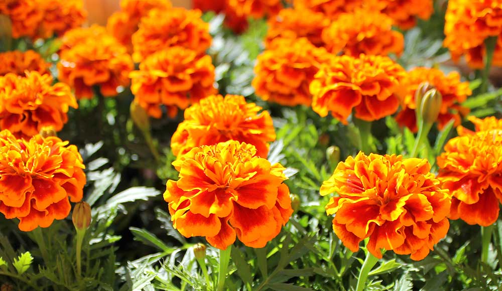 Marigolds plant