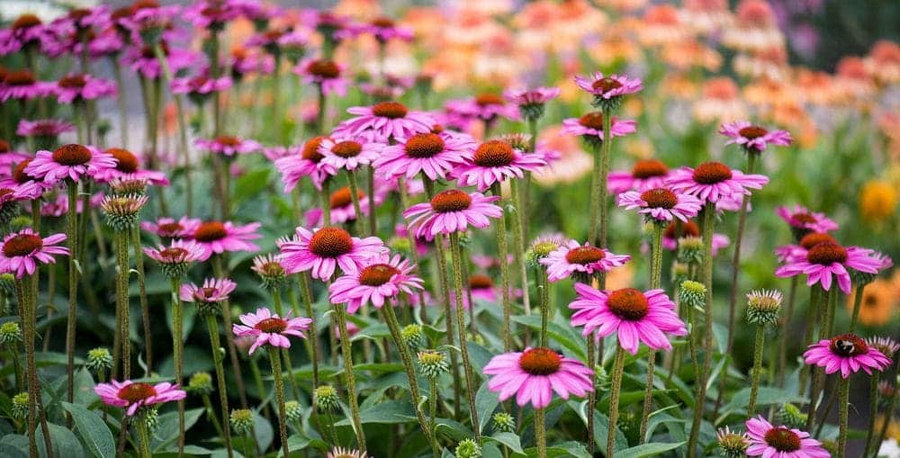 9 Garden Plants That Are Perfect For Hot Climates