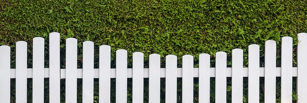Replace a Fence or Wall with a Hedge