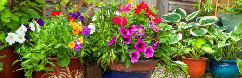 Plant Up Large Containers