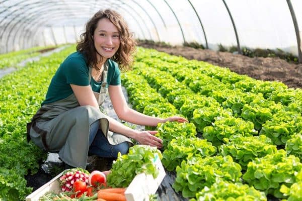 The Benefits of Using Plastic Sheets for Greenhouse Covering