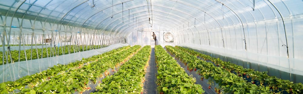 The Benefits of Using Plastic Sheets for Greenhouse Covering