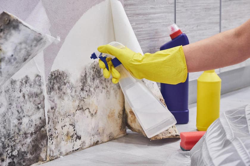 Breathing Fresh Air: 4 Effective Remediation Strategies to Conquer Mold Infestation