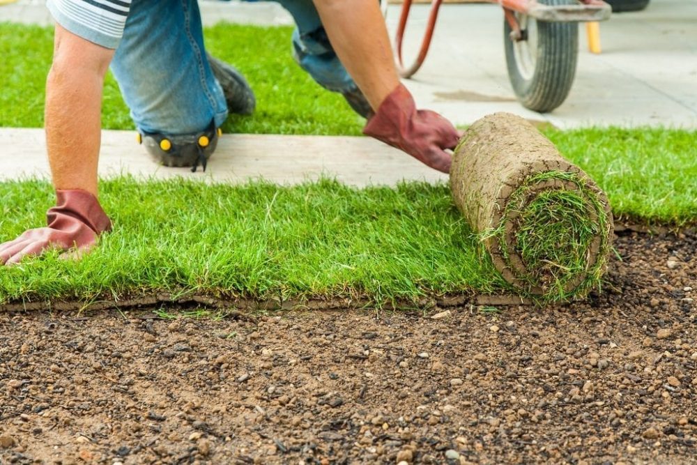 Cool Season vs. Warm Season Grass: Which Is Best for You?