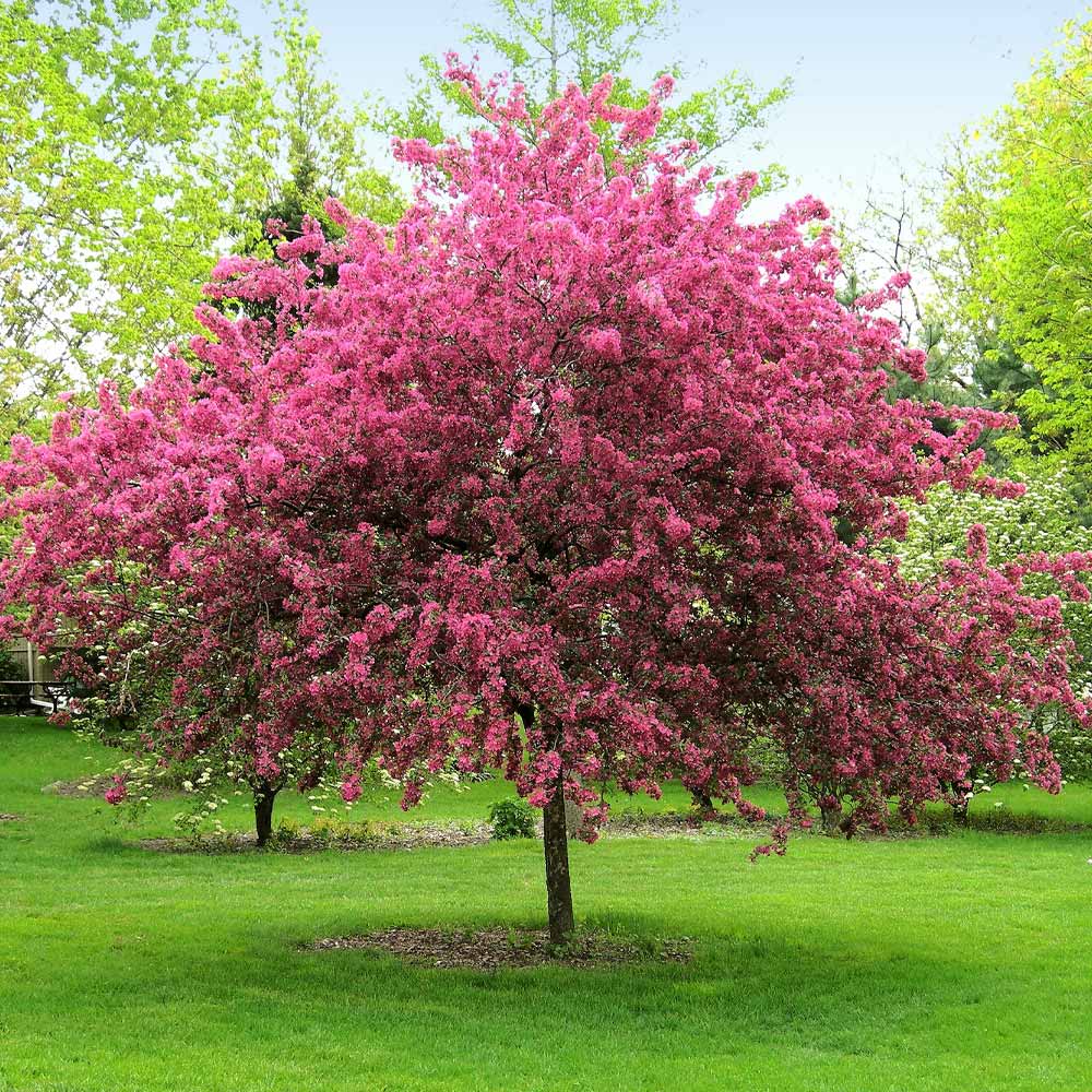 Crabapple, Best Trees to Plant Near a House