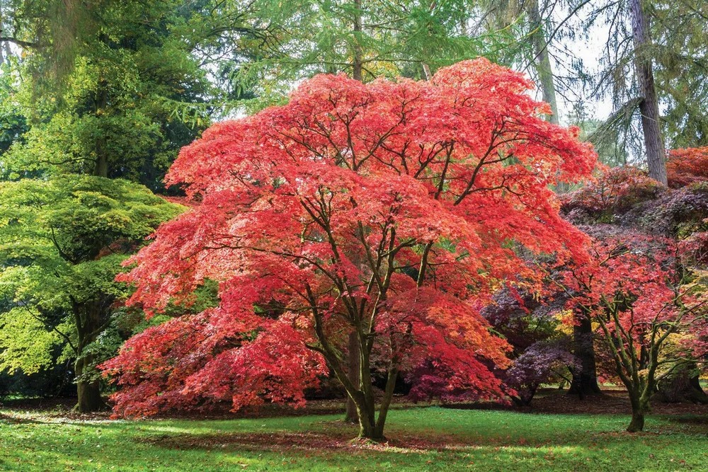Japanese Maple, Best Trees to Plant Near a House