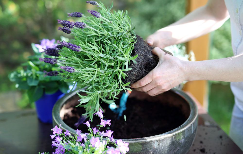Growing Sustainably: Gardening Practices for Mobile Homes