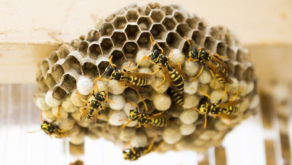 How to Get Rid of Wasps Around the House