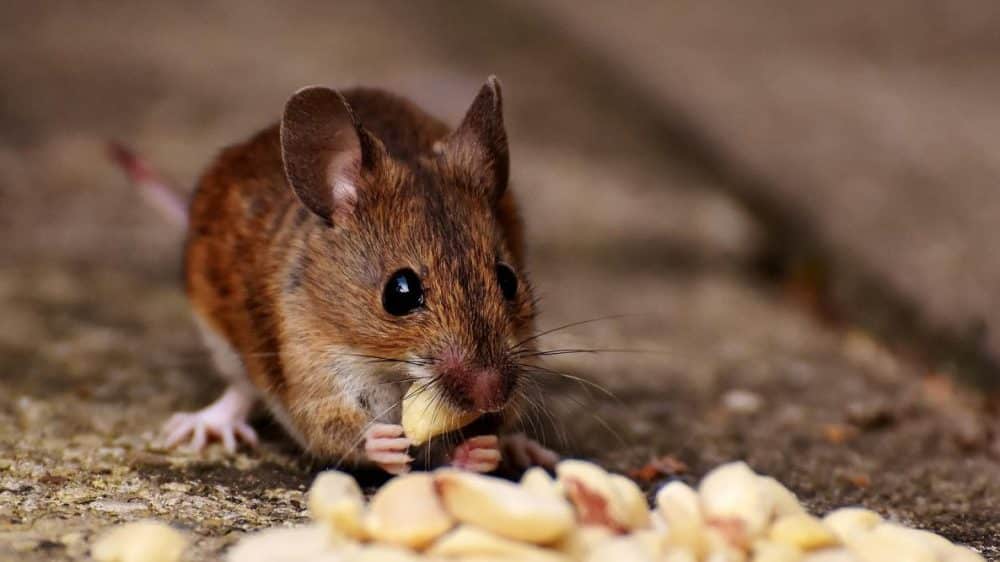How to Get Rid of Mice and Rats in Your House