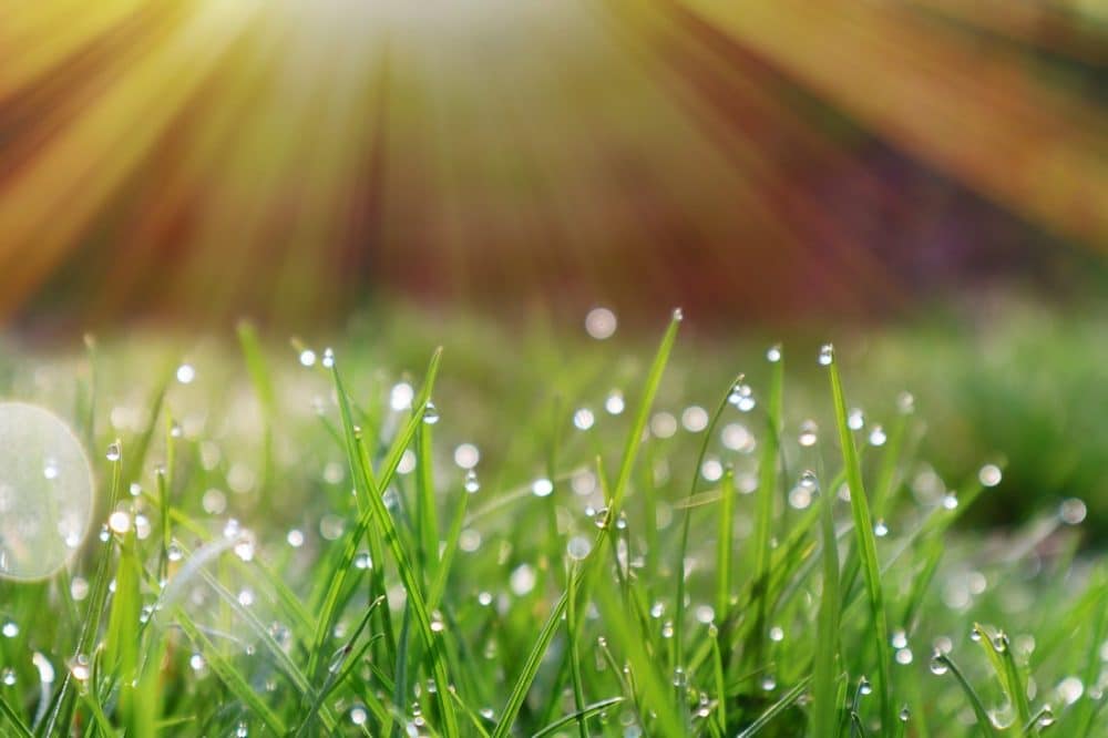 Why Aerate Your Lawn: Benefits Explained