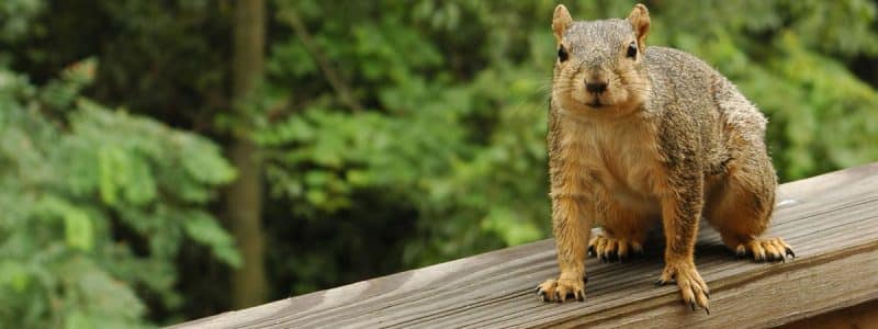 How to Choose the Right Wildlife Removal Service
