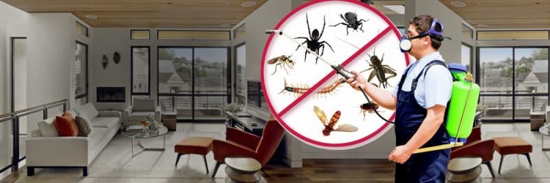 The Ultimate Guide to Pest Control in San Antonio