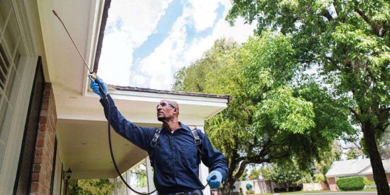 The Ultimate Guide to Pest Control in San Antonio