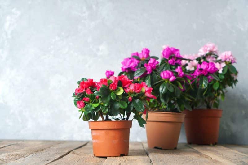 10 Low-Maintenance Indoor Plants and Flowers, indoor azaleas