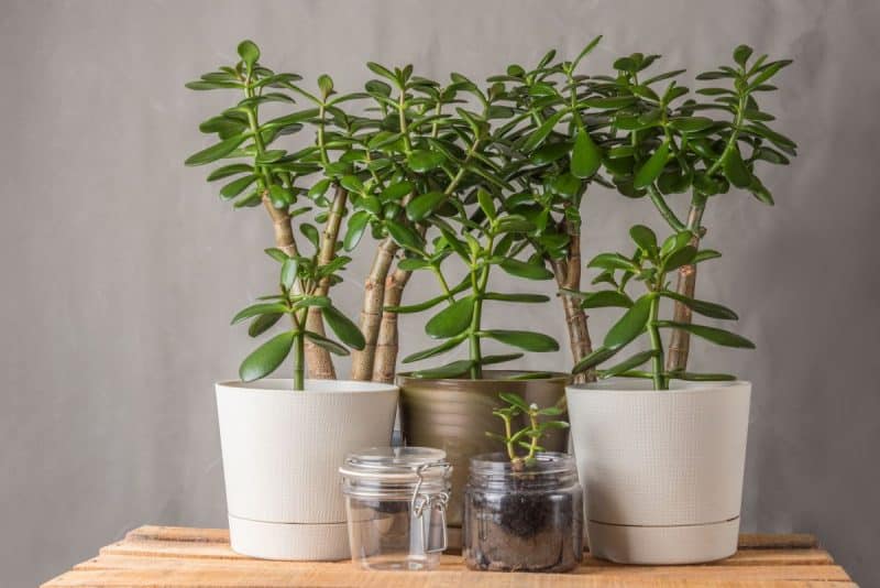 jade plant, Houseplants, indoor plants, nature into your home