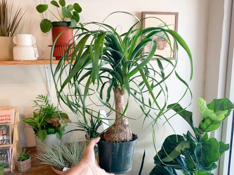 Ponytail palm tree