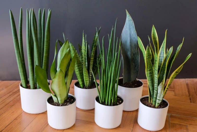 snake plant