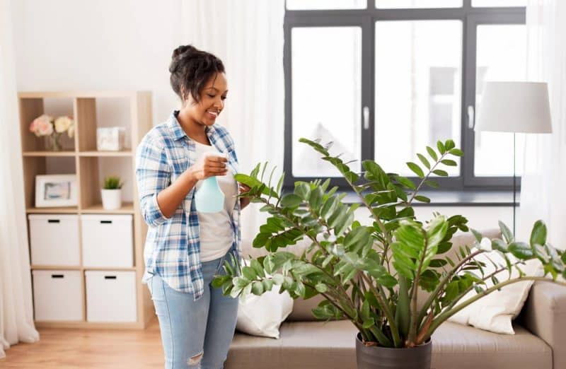 10 Low-Maintenance Indoor Plants and Flowers, ZZ plant, Houseplants, indoor plants, nature into your home