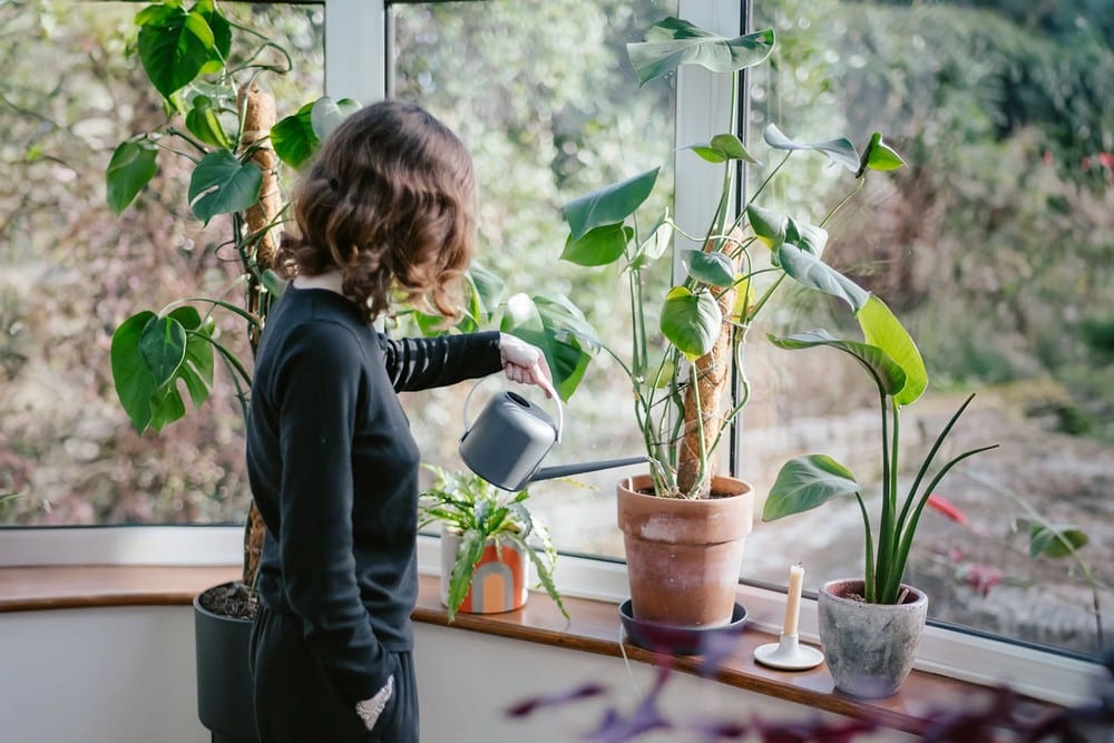 Houseplants for Beginners