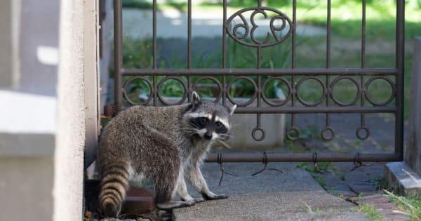 Architecture Design to Deter Wildlife Critters