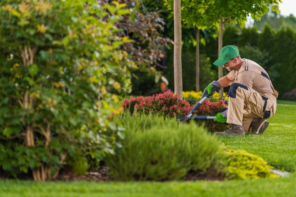 A Comprehensive Guide to Professional Lawn Care and Landscaping